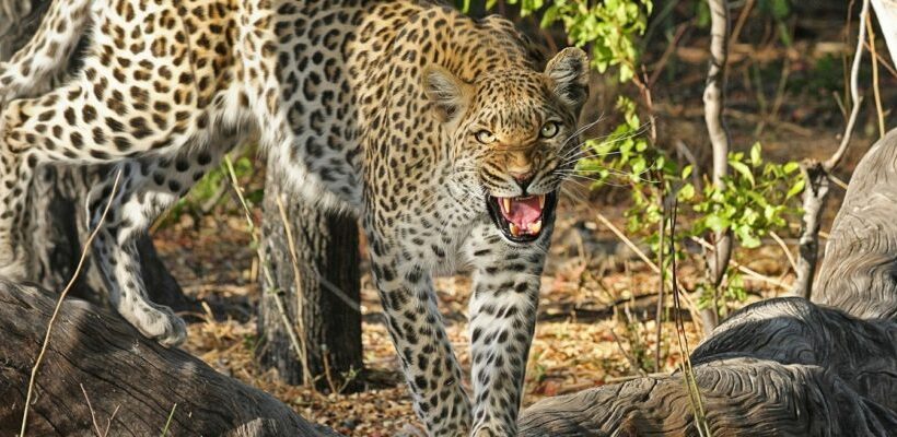 Nairobi National Park Day excursion (4 hours)
