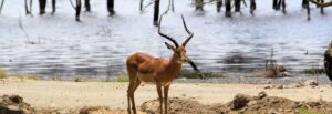 3 Days 2 Nights Mara Express