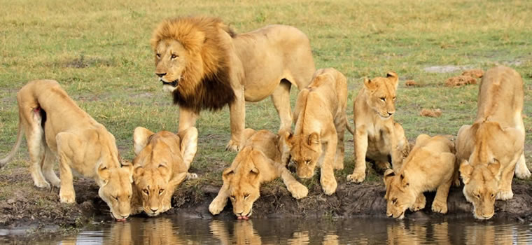 7 Days Tanzania Safari Getaway