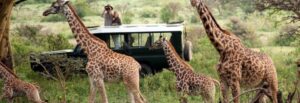 7Days Nakuru | Naivasha l Amboseli | Mara