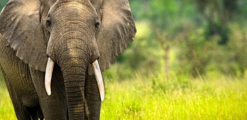 6 Days Serengeti | Ngorongoro | Tarangire Lodge Safaris