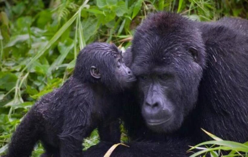 4 Days Discover Best of Uganda Safari