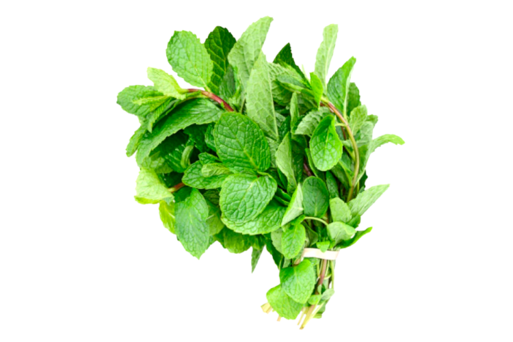 herbs-mint-live