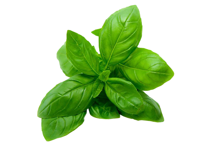 herbs-basil-live