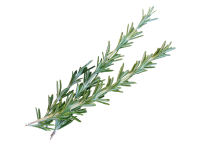 Rosemary