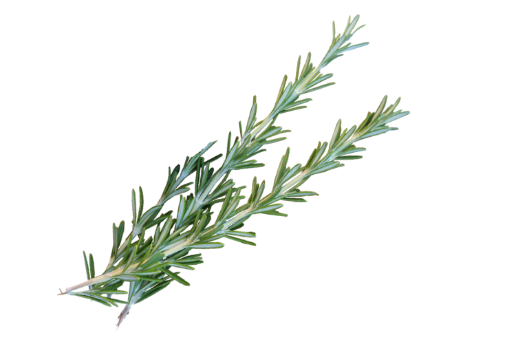 herbs-rosemary-live