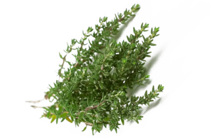 Thyme