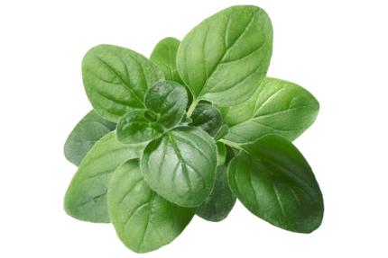 Oregano