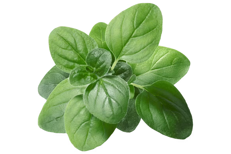 herbs-oregano-prod-1