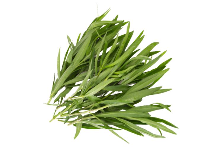 herbs-tarrgon-live
