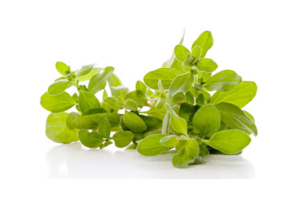 Marjoram