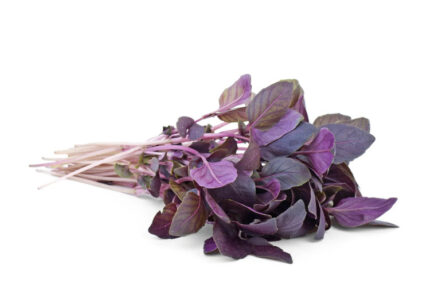 Red Basil