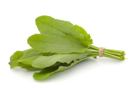 Sorrel