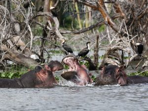 Read more about the article Tourism in Naivasha