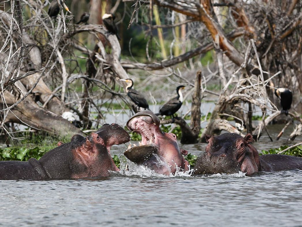 Tourism in Naivasha