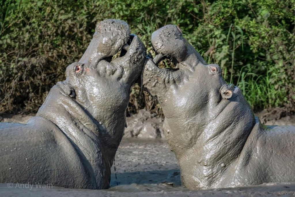 Boat Safari in Naivasha: The Complete Experience Guide​