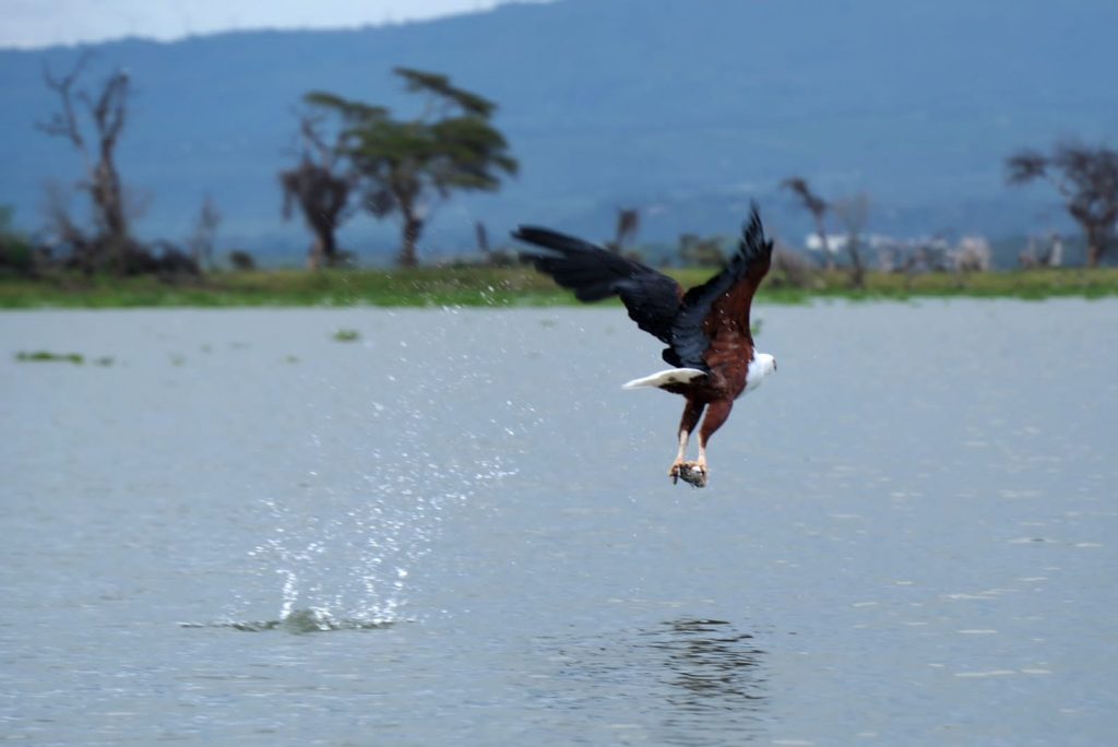 Boat Safari in Naivasha: The Complete Experience Guide